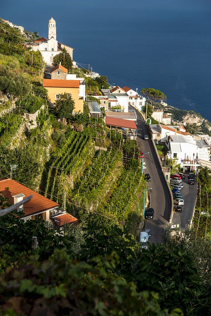 Grape cultivation, Amalfi coast, Italy