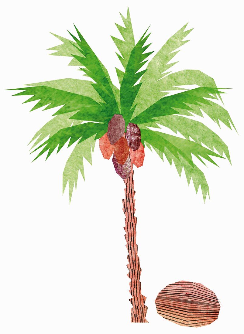 A coconut tree