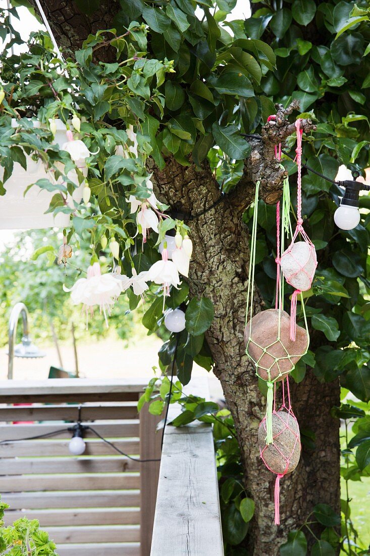 Large pebbles in plant hangers suspended from tree