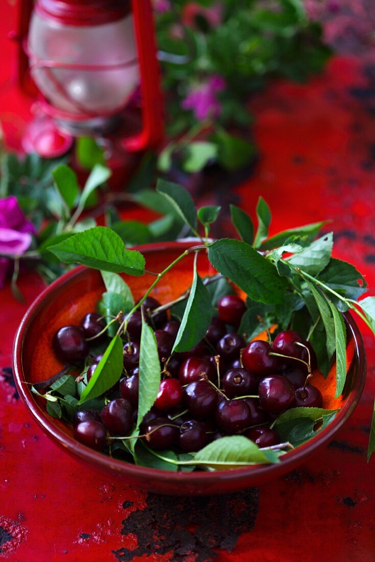 Fresh cherries with leaves on a red plate