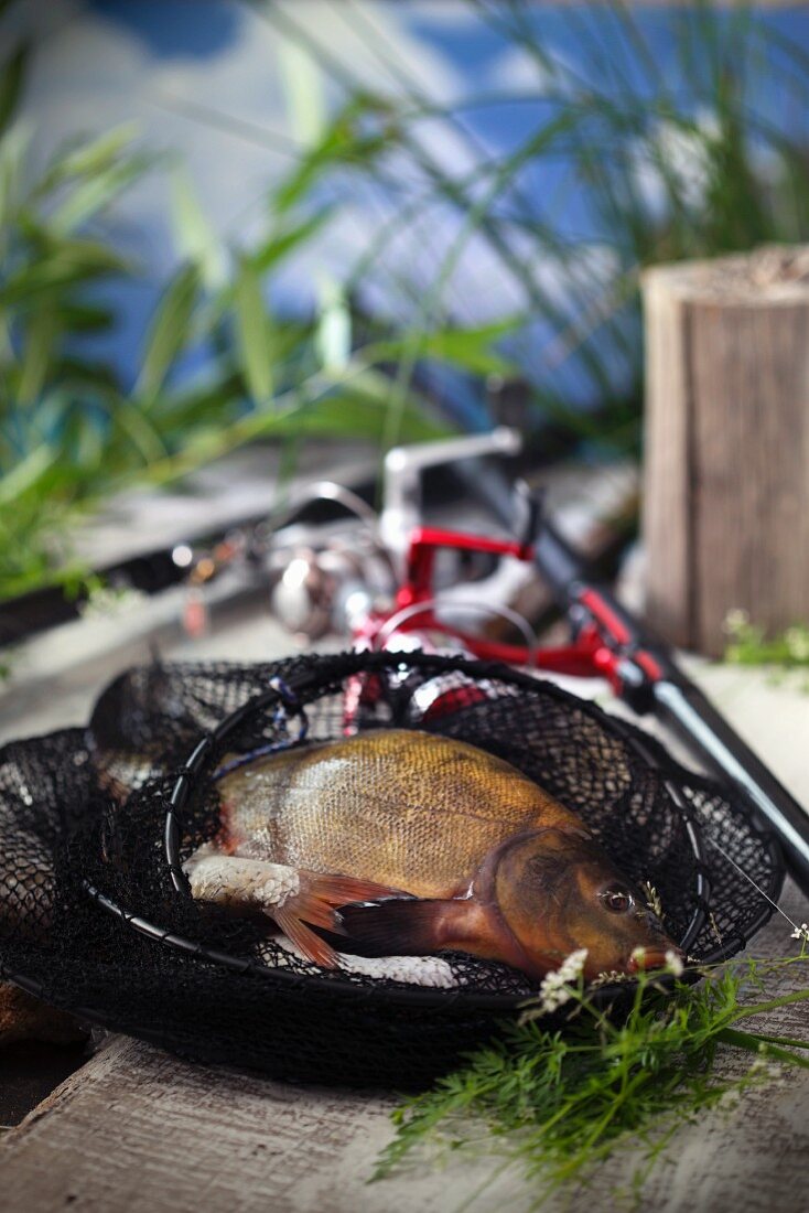 Freshly caught freshwater fish in a net