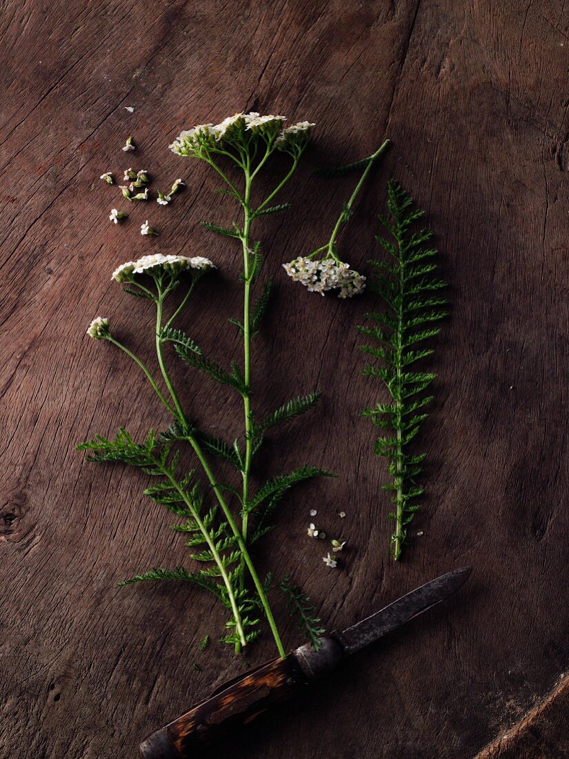 Yarrow on a wooden surface