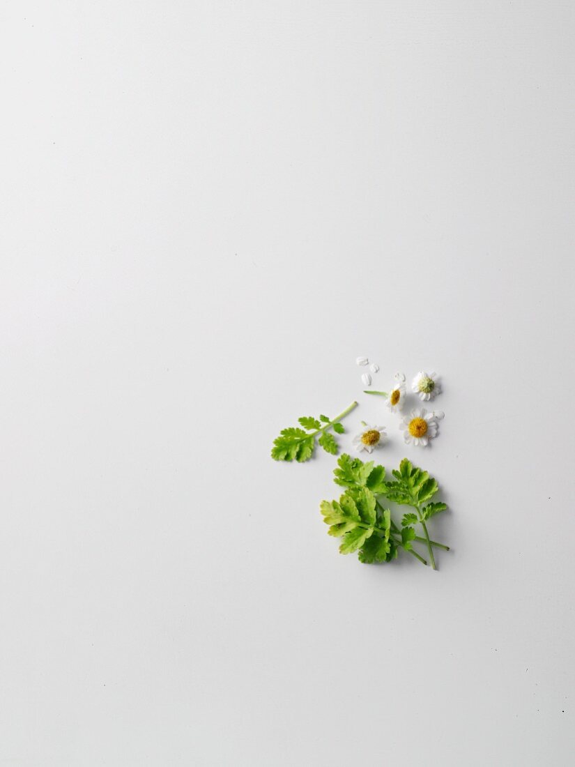 Feverfew flowers and leaves