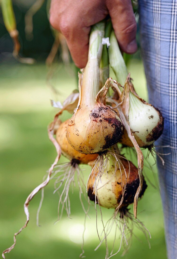 A man holding freshly harvested Spanish onions