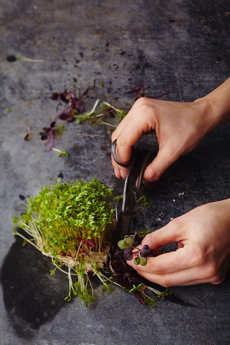 Cress being cut with scissors