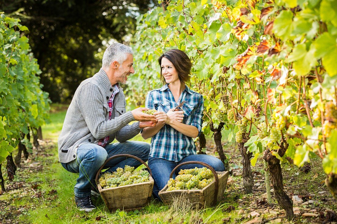 A man and woman picking grapes in a vineyard