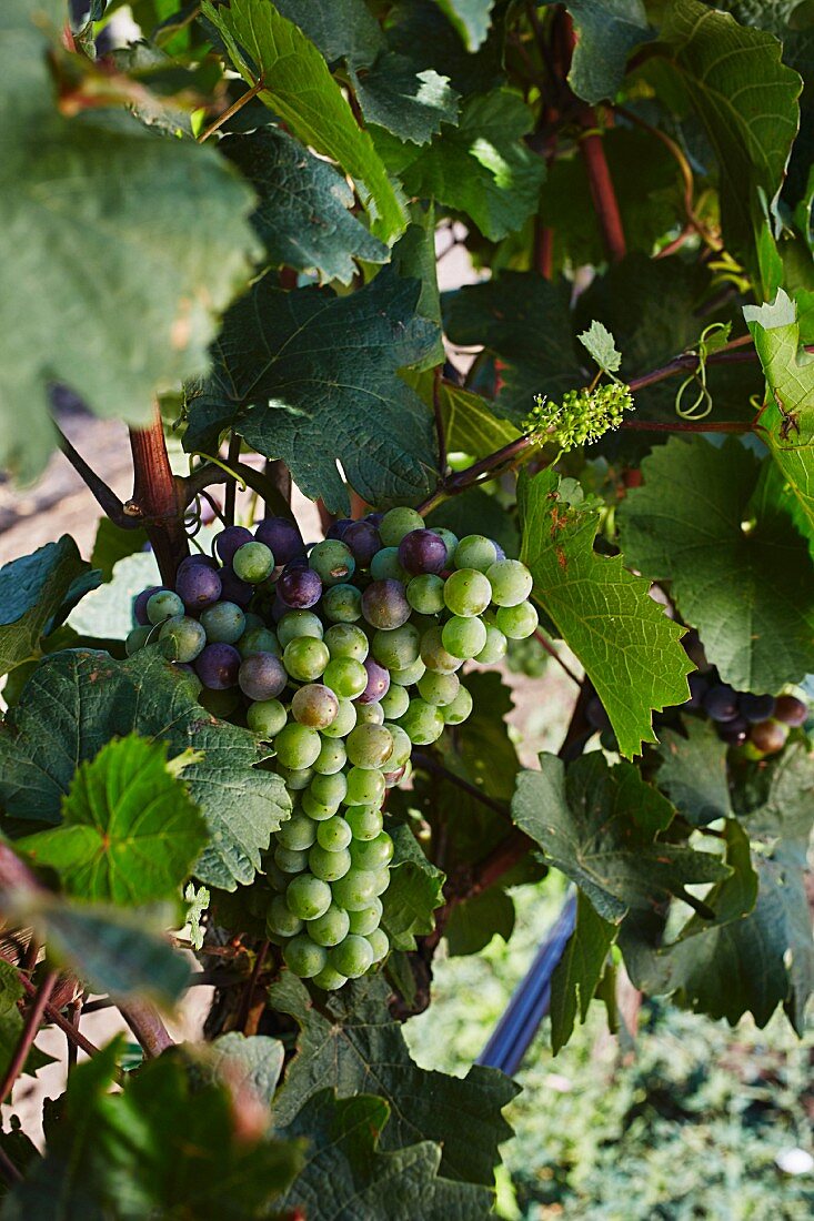 Grapes changing colour on a vine
