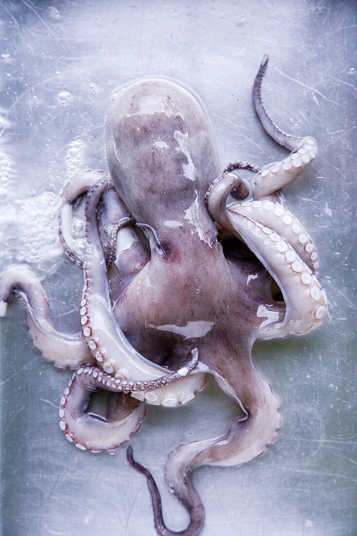 A whole fresh octopus