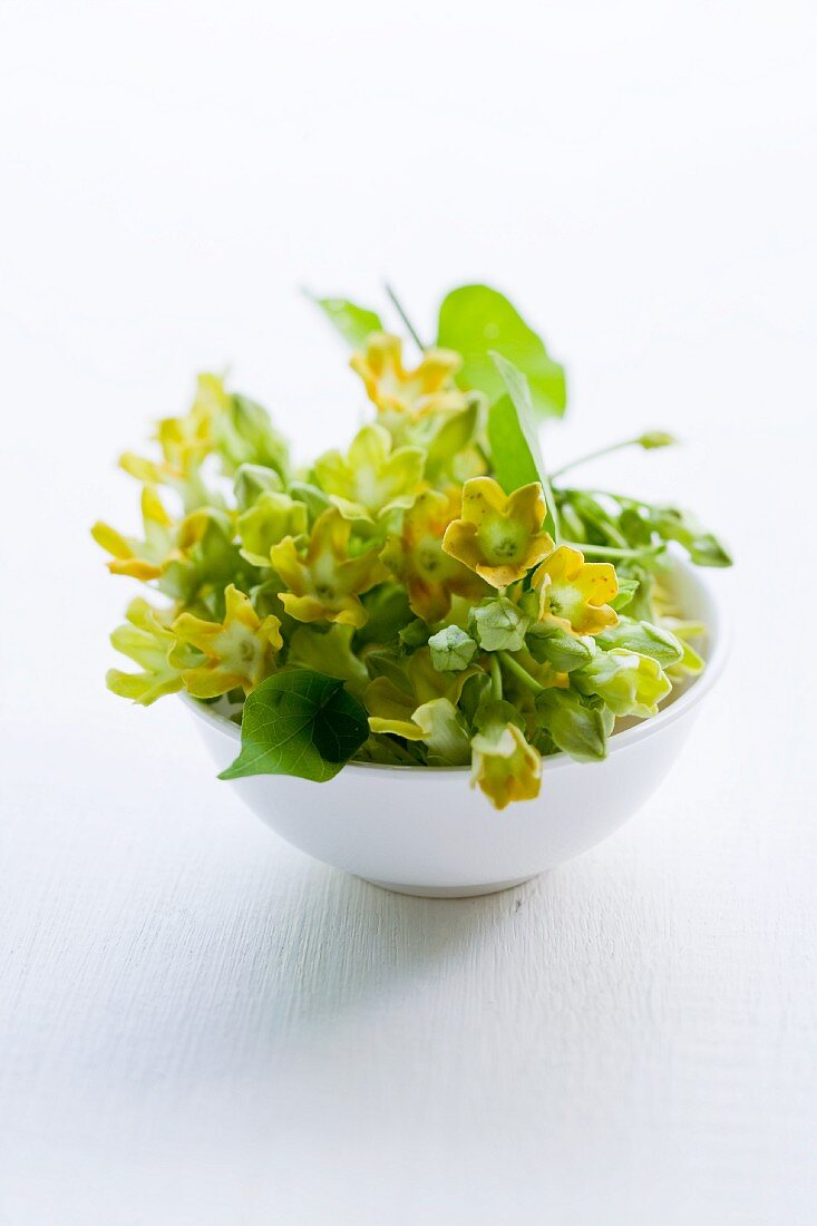 Flowering pakalana vine in a bowl