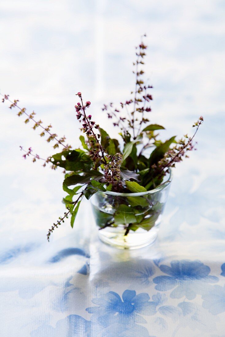 Flowering Indian basil in a glass