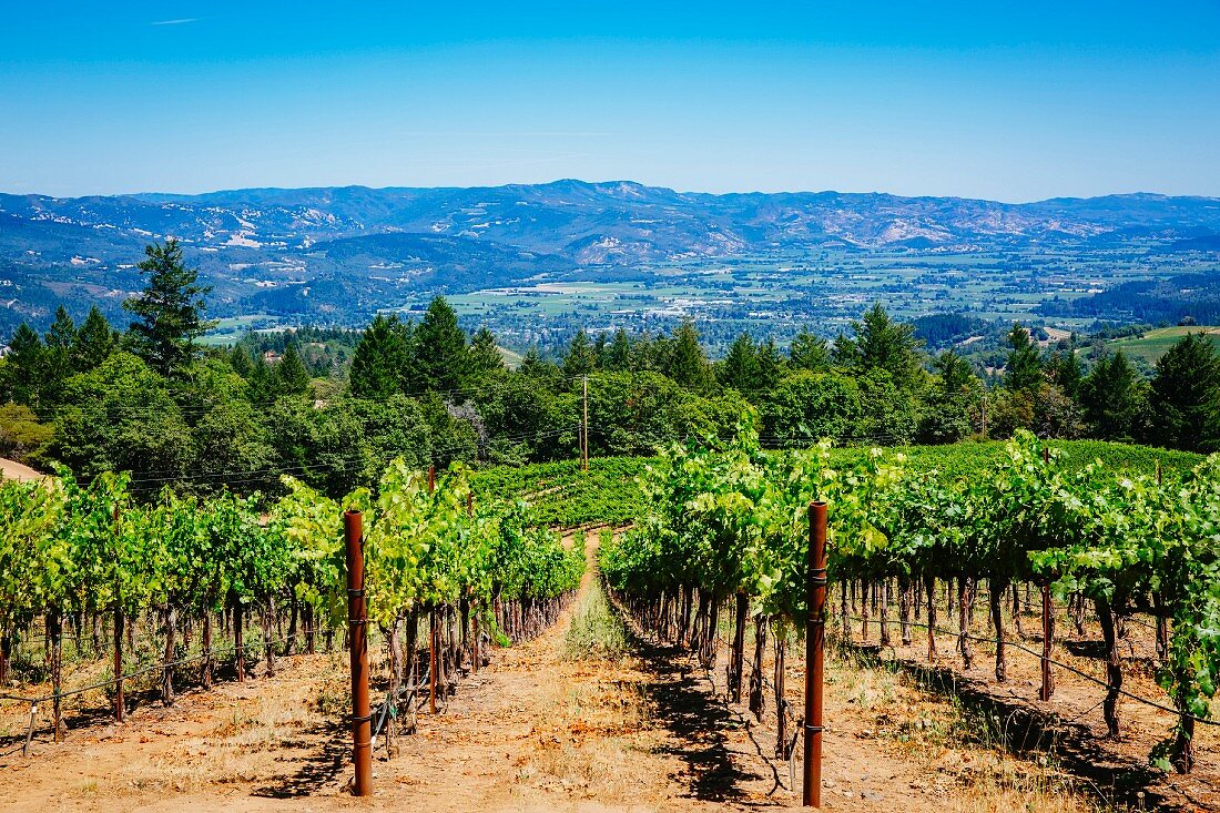 Blick über sommerlichen Weinberg, Napa Valley, Kalifornien, USA