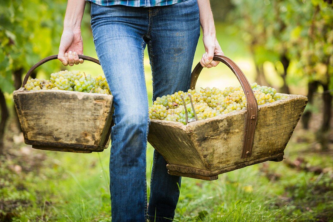 A person carrying two wooden baskets of freshly harvested grapes