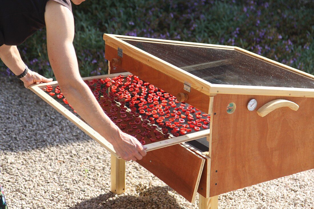 Fresh cherries being placed in a solar drying device