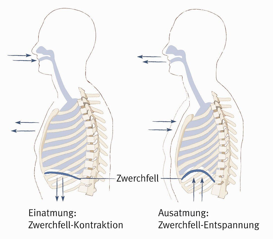 Zwerchfell bei Atmung