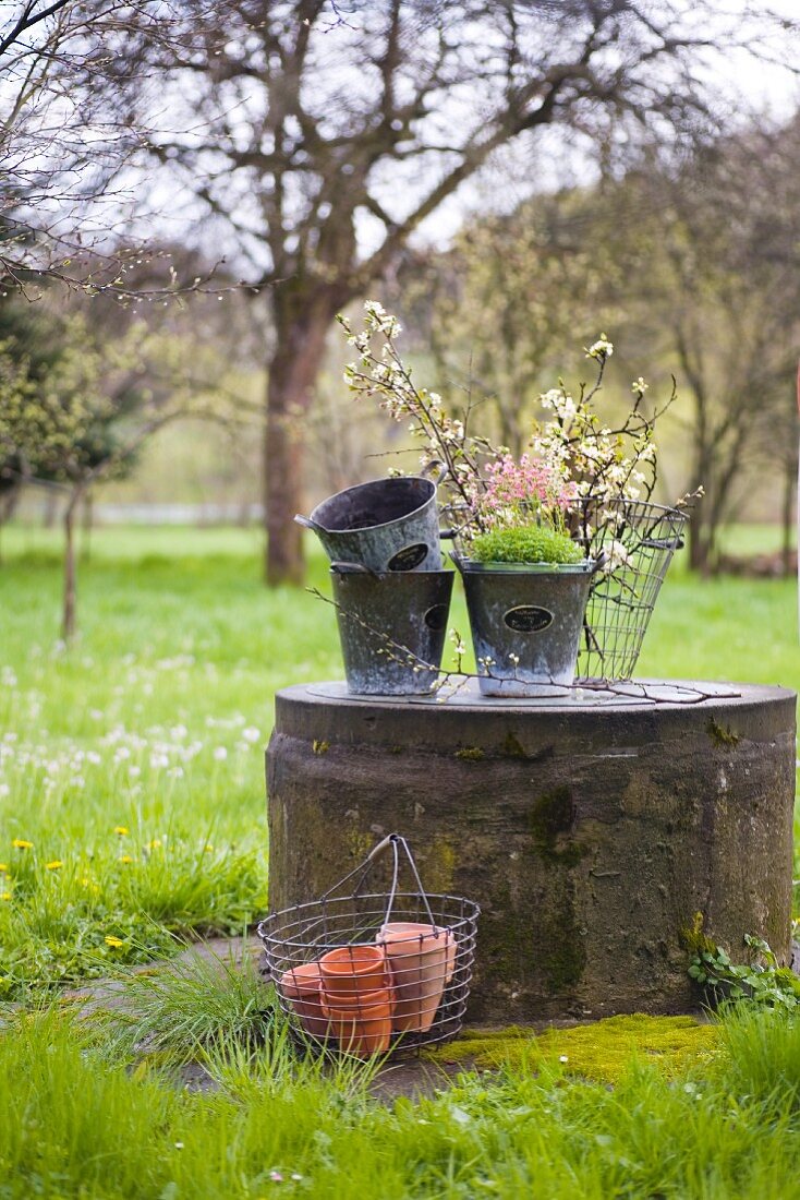 Vintage zinc planters and branches of fruit blossom on concrete plinth in garden