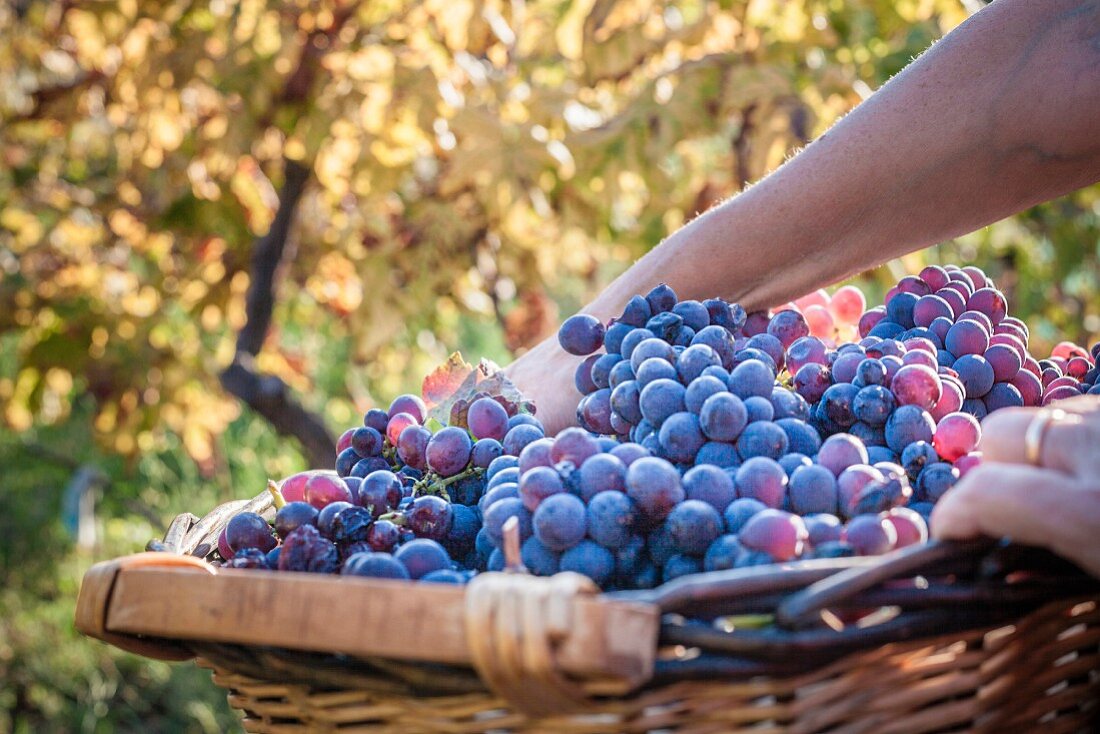 A woman carrying a basket of freshly harvested grapes