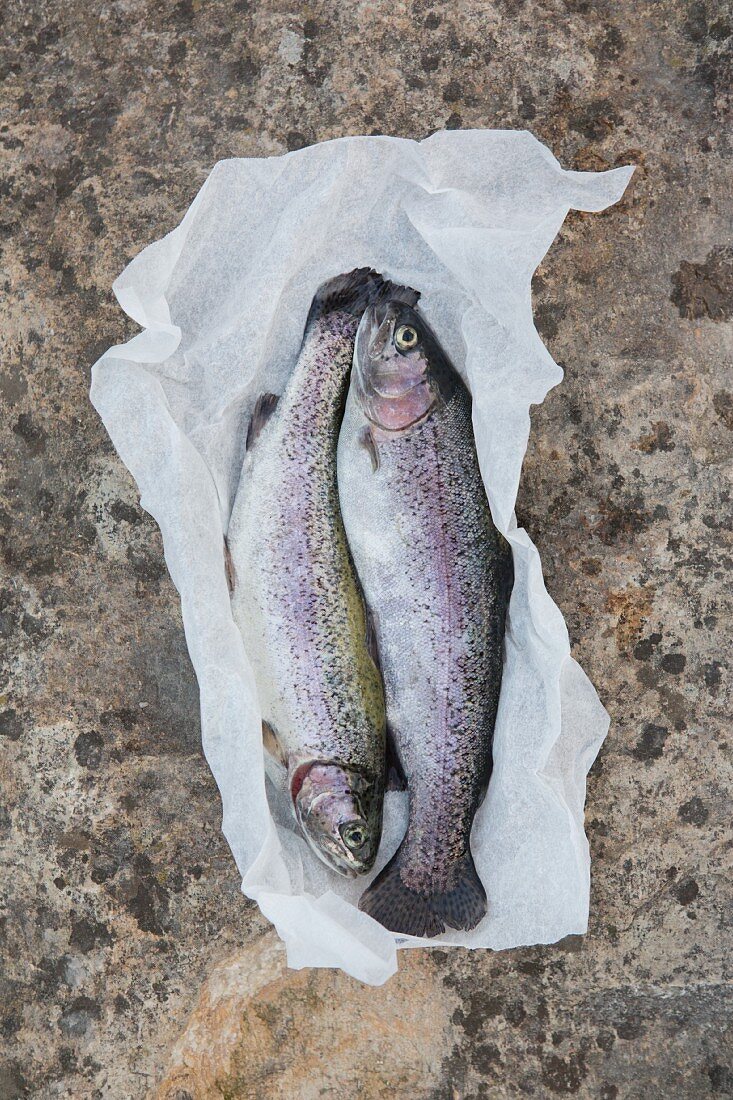 Two fresh trout on a piece of paper (seen from above)