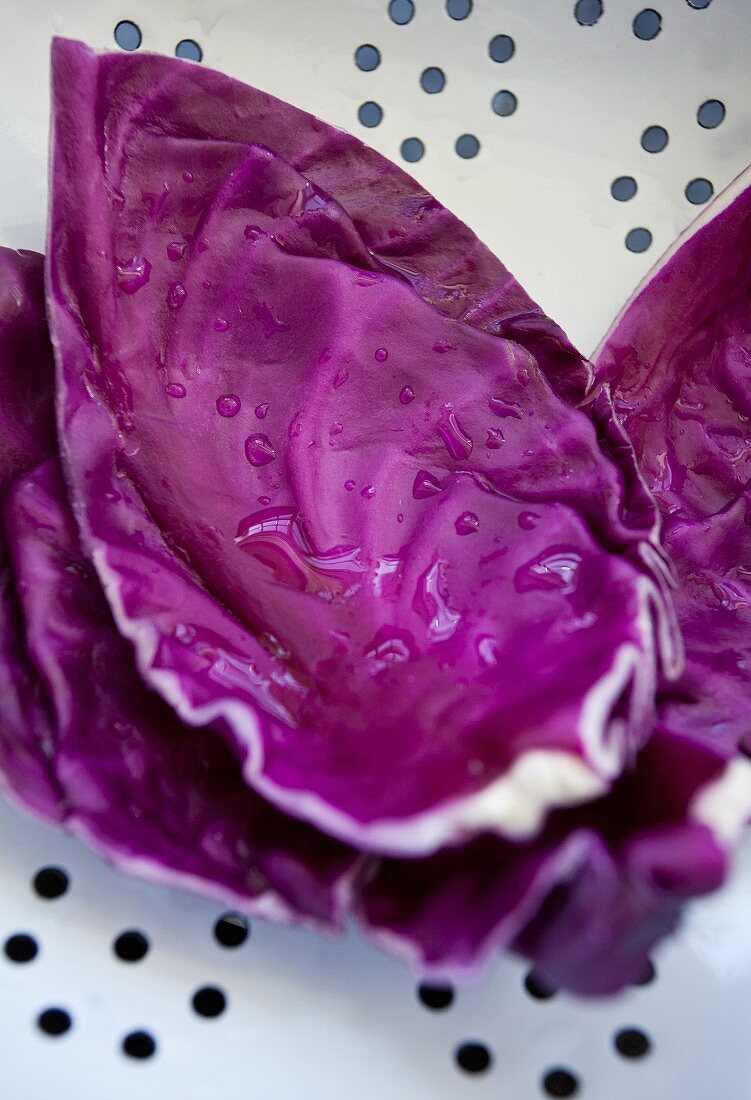 Freshly washed red cabbage leaves in a colander