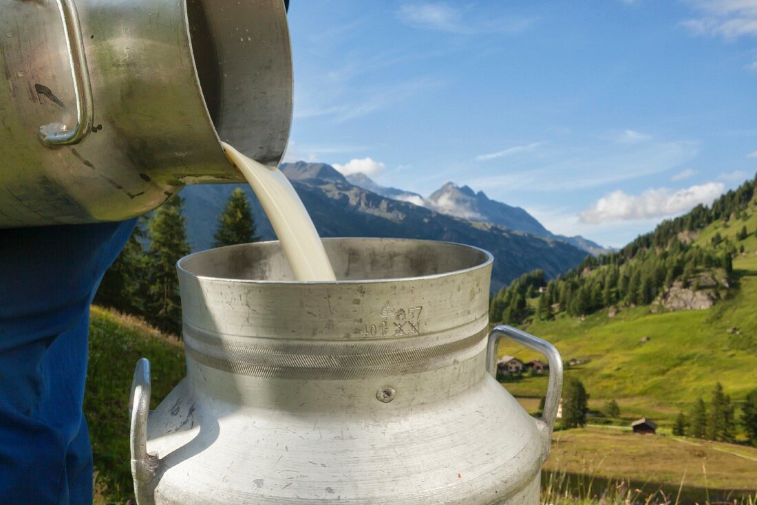 Biomilch nach dem Melken in Kanne schütten (Schweiz, Graubünden, Engadin)