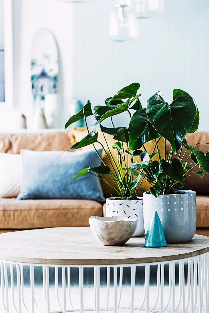 Efeutute on the coffee table with metal frame and wooden top