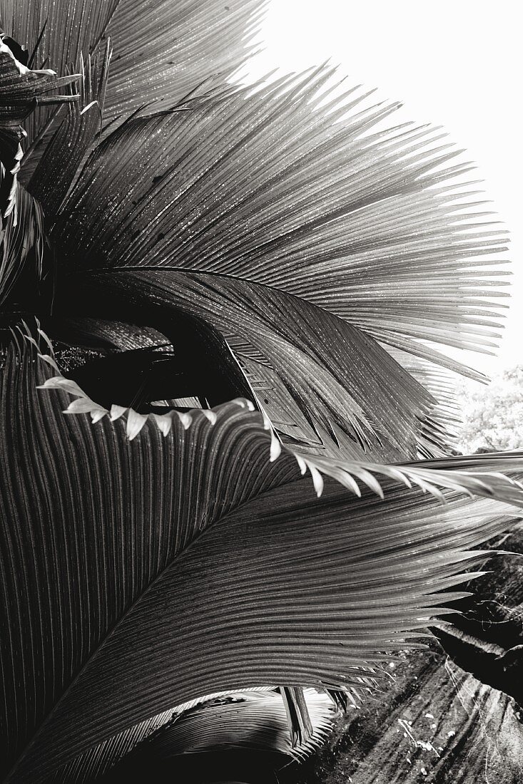 Palm leaves (black and white shot)