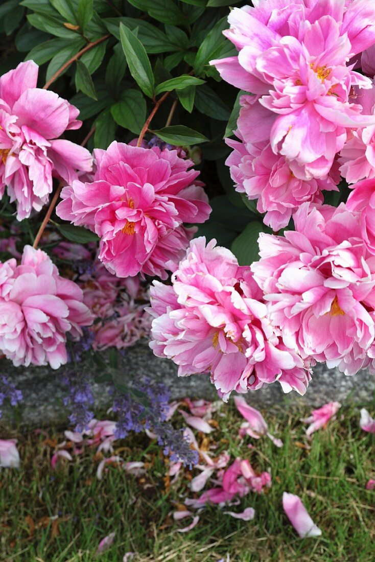 Rosa blühende Pfingstrosen