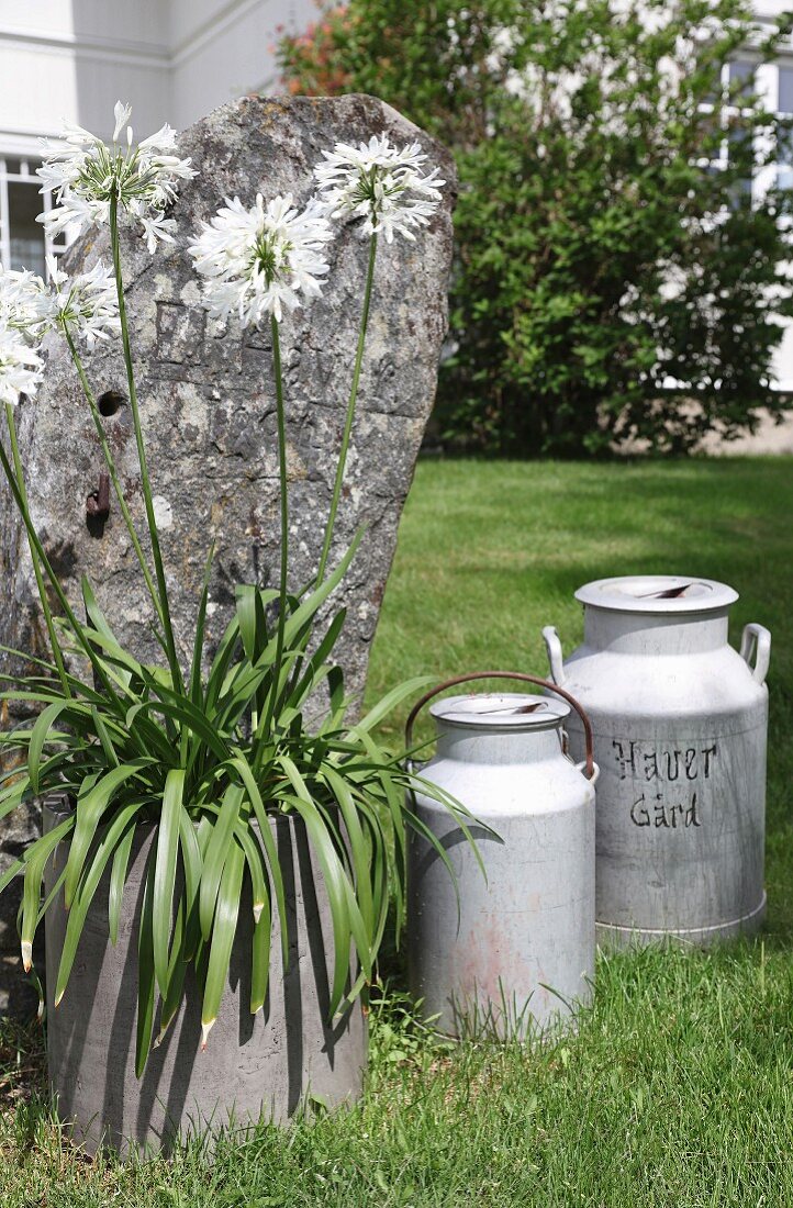 Vintage Milchkannen und weisser Agapanthus in Pflanzgefäss vor verwittertem Stein