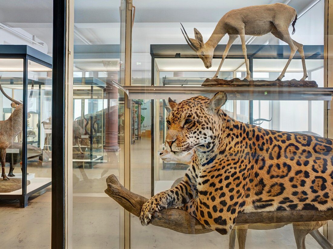 Senckenbergmuseum, Gazelle und Leopard, Jäger und Beute, Frankfurt am Main