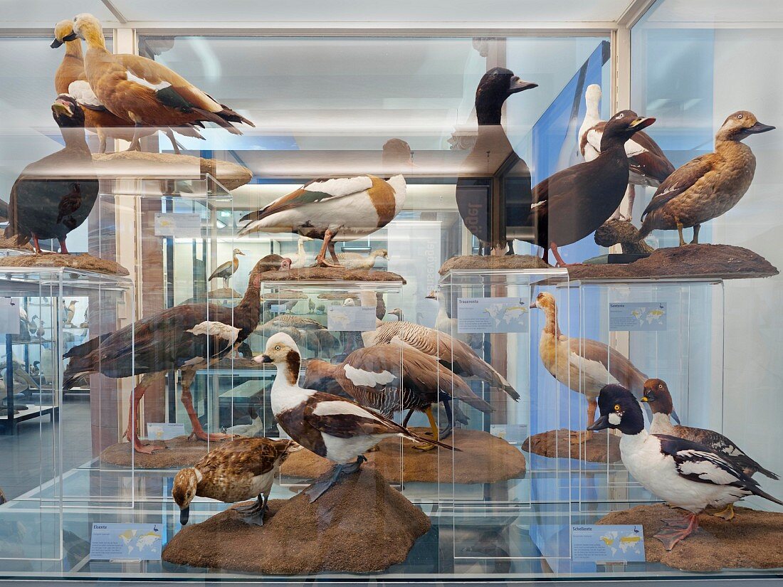 Senckenbergmuseum: ausgestopfte Wasservögel, Frankfurt am Main