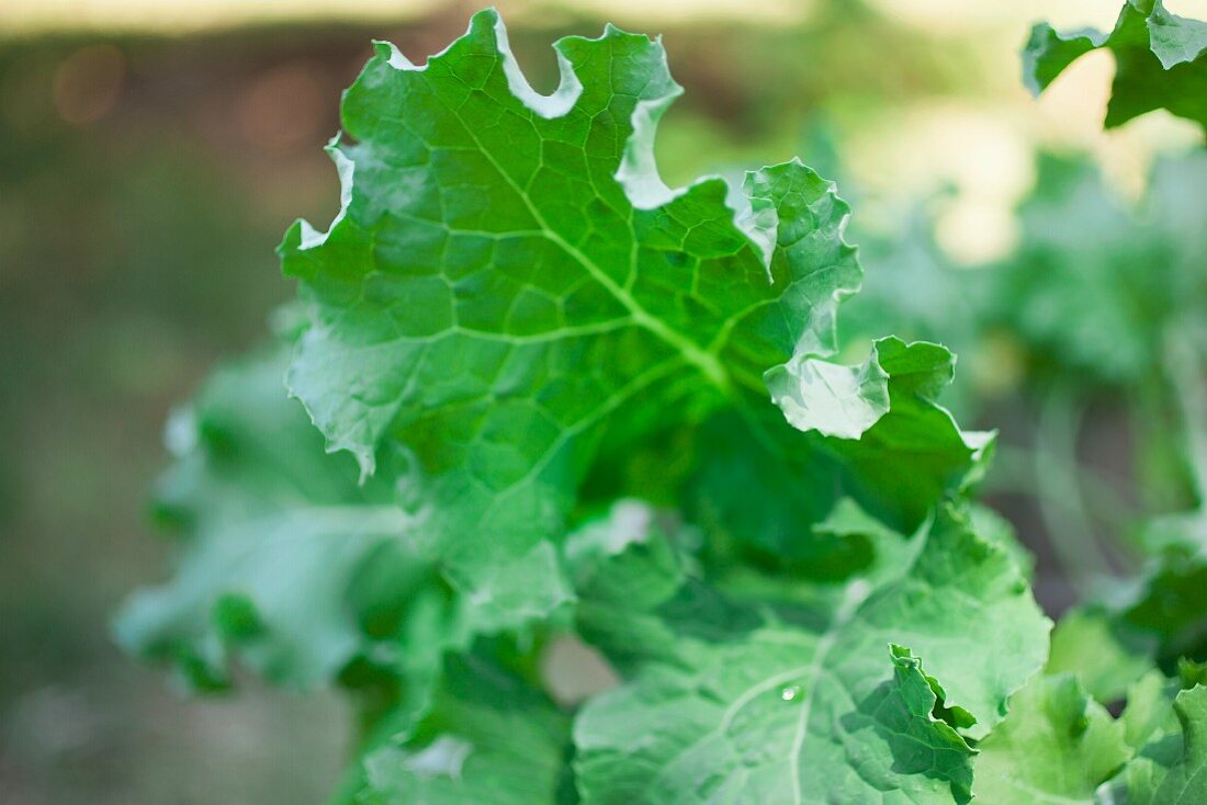 Kale Growing in the Garden