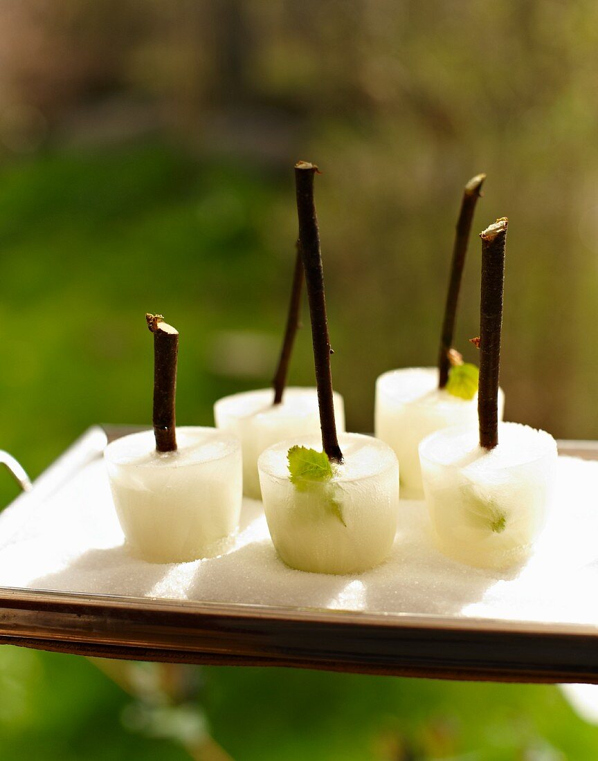 Elderberry ice lollies on natural sticks for a summer festival