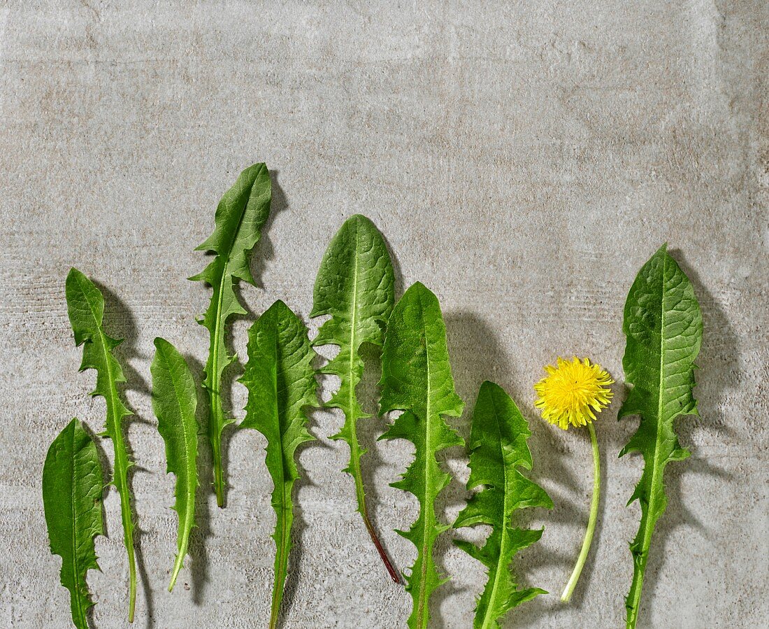 Fresh dandelion leaves and a flower on grey stone surface