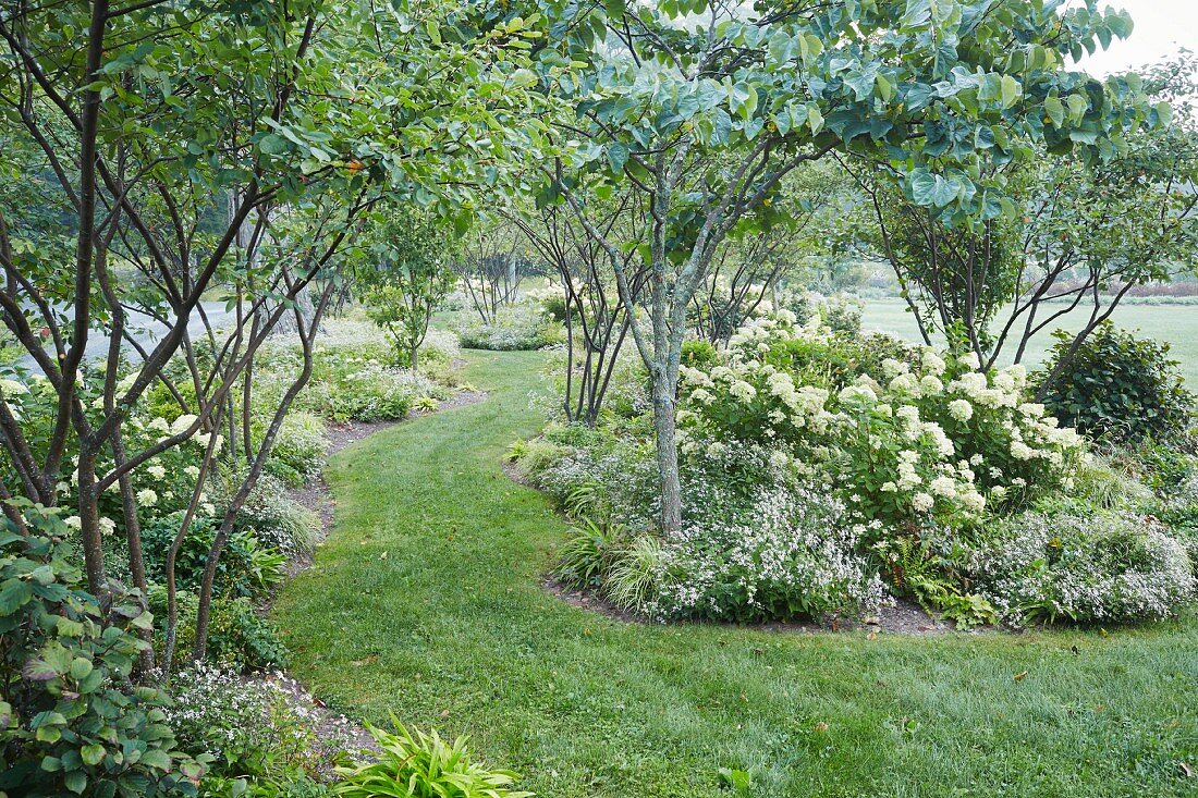 A spacious garden with groups of plants