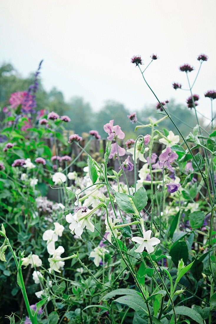 weiße und violett blühende Blumen im Garten