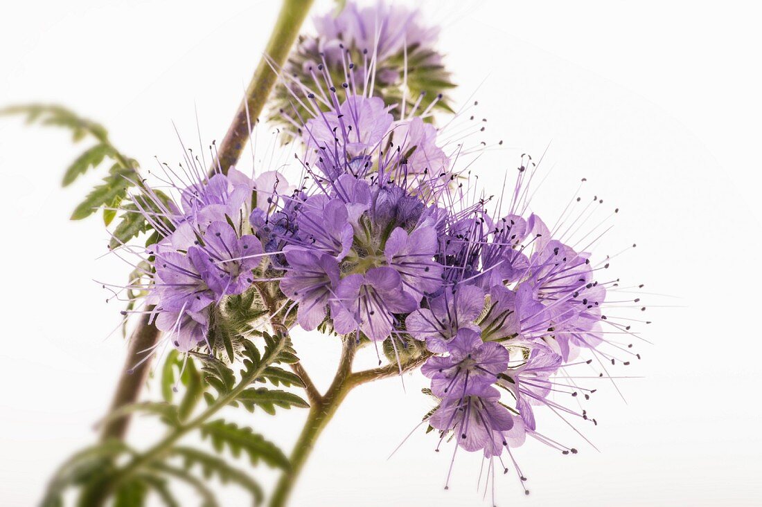 Flowering phacelia on a white surface