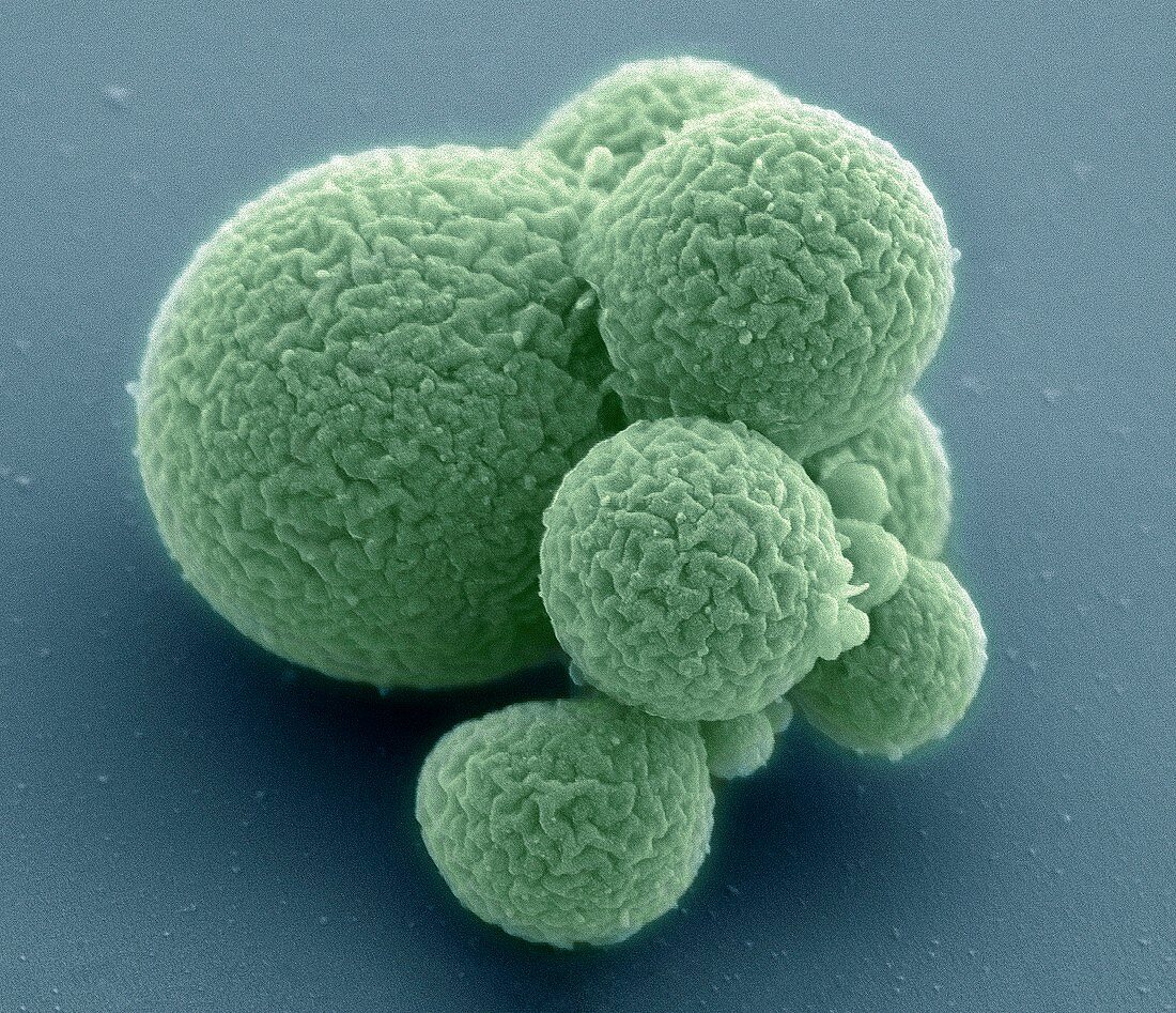 Mycoplasma mycoides JCVI Syn 3.0,SEM