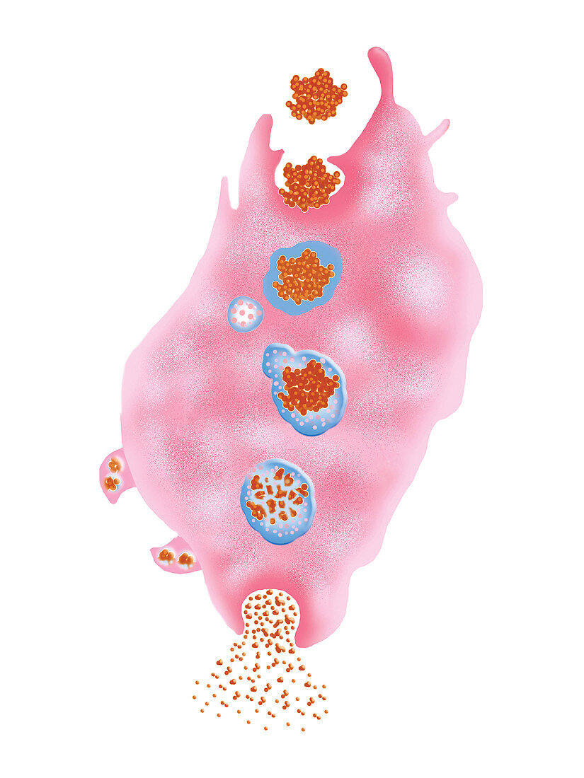 Macrophage digesting antigen