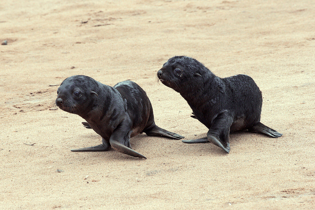 Cape fur seal pups