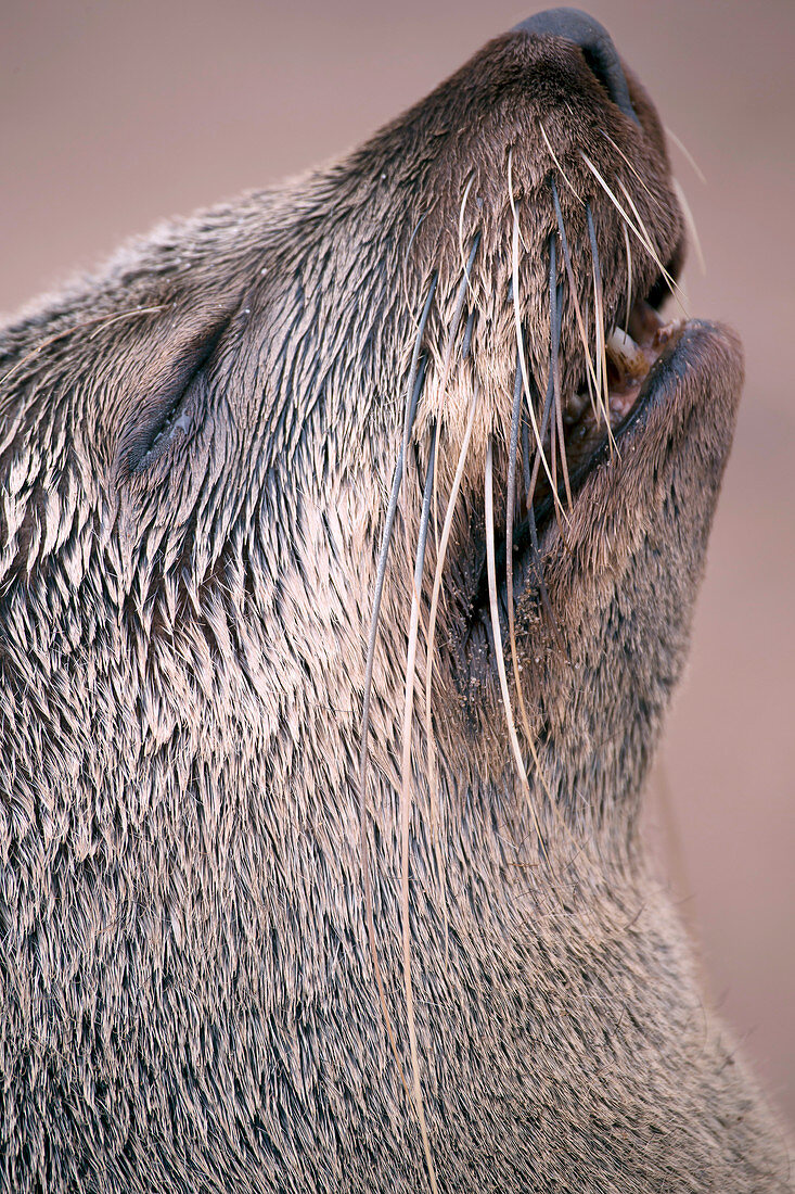 Cape fur seal's head