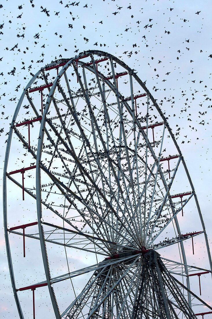 Starling flock on Blackpool Ferris wheel