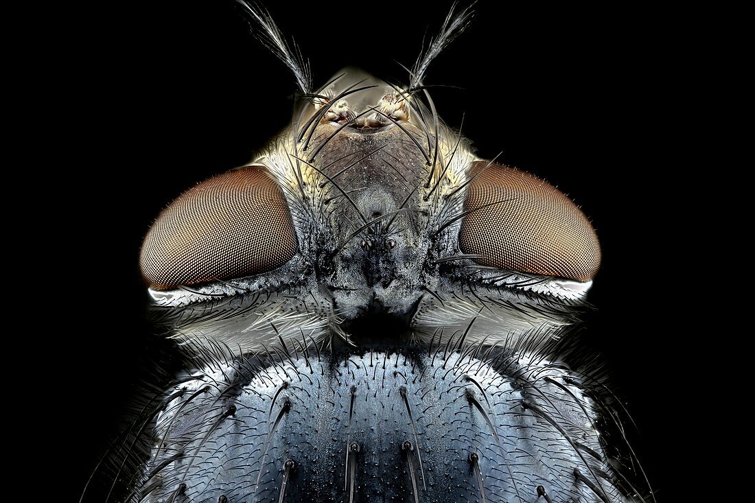 Blowfly head