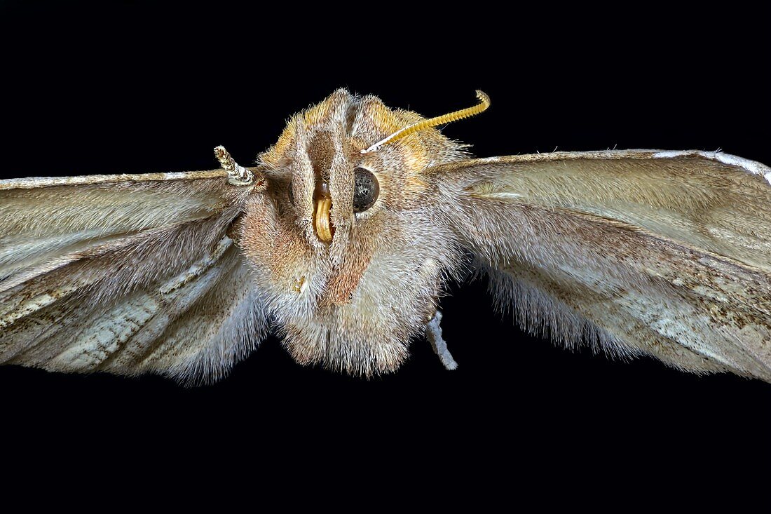 Herald moth