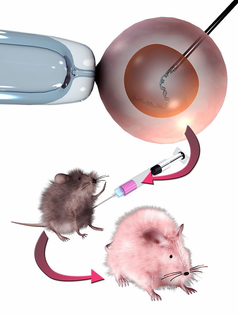 Genetically modified mouse,illustration