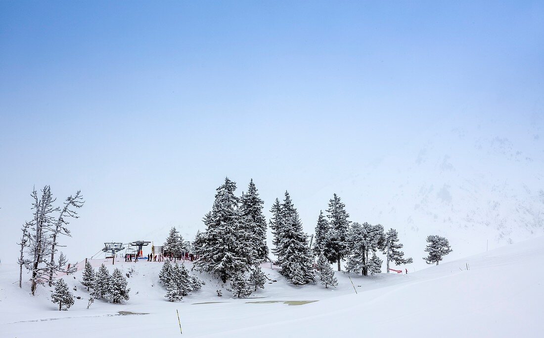 Trees in winter at a ski resort