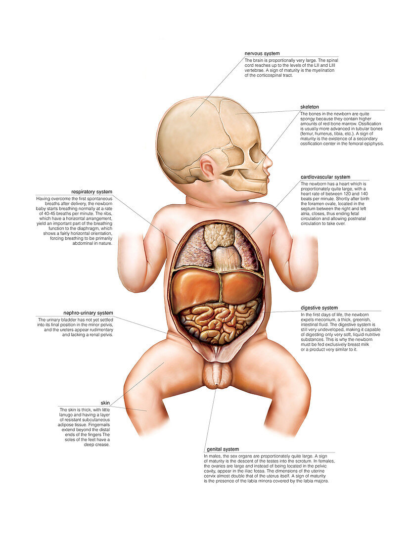 Newborn internal organs,illustration
