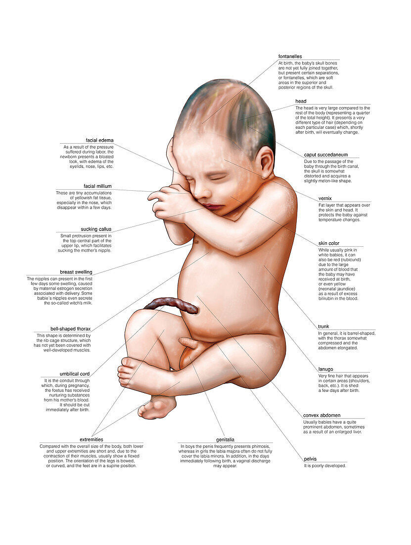 Newborn baby,illustrations