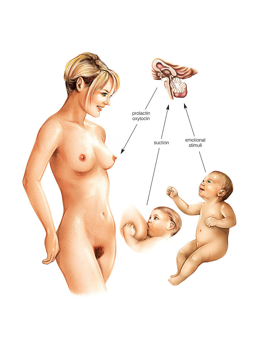 Breastfeeding,illustration