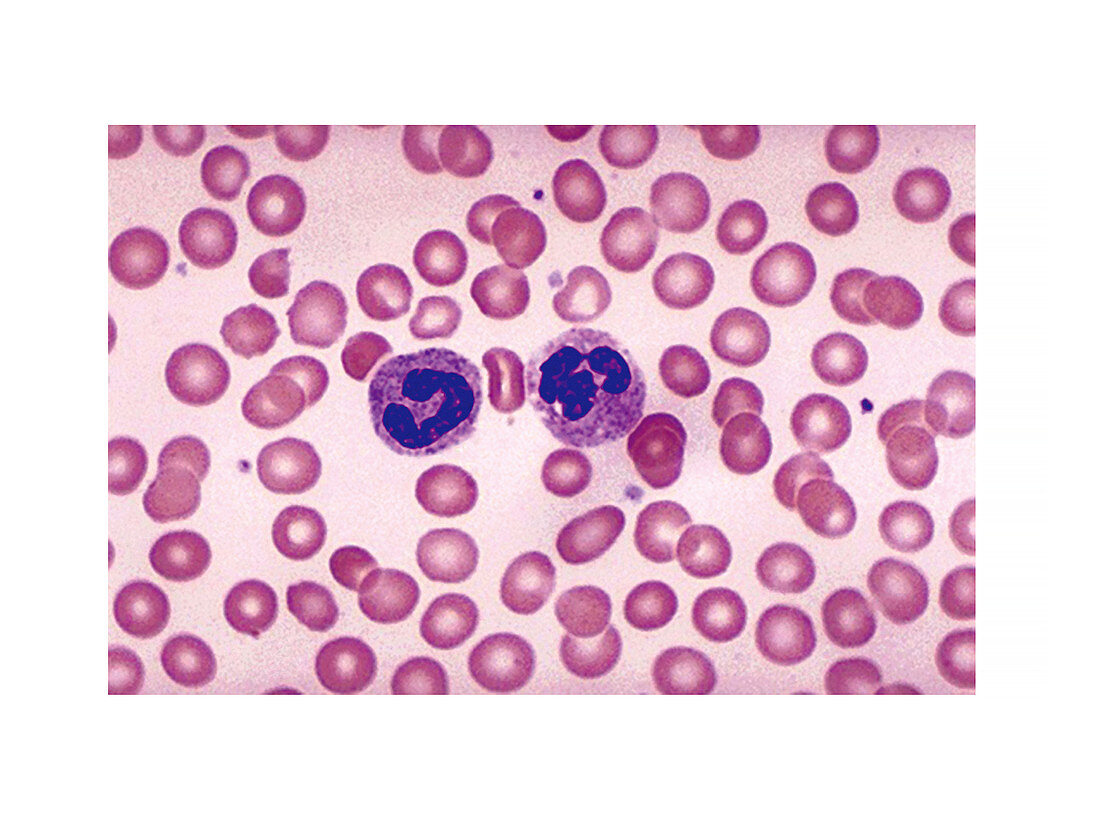 Neutrophil blood cell,illustration