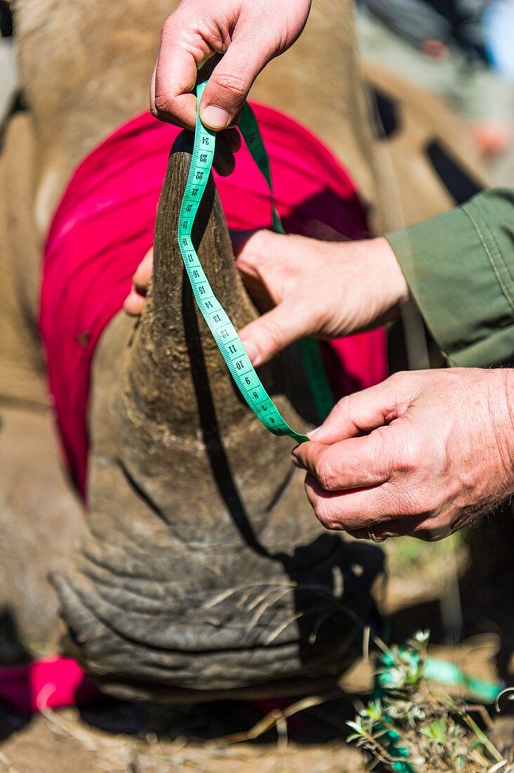 White Rhino conservation operation