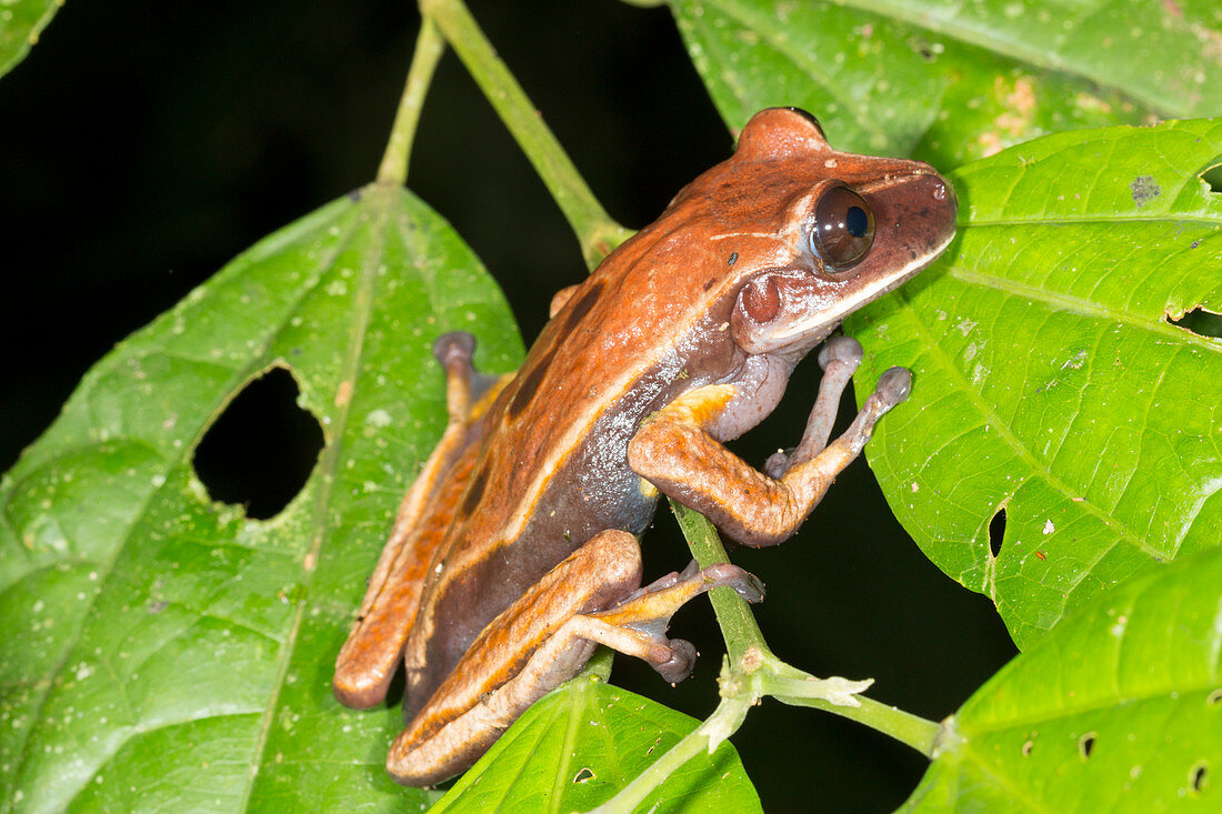 Brown eyed treefrog